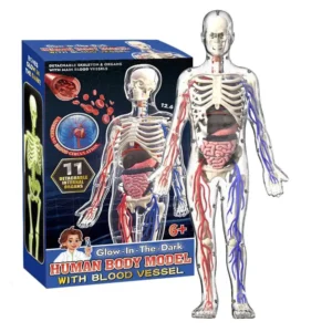 Body Model for Kids Anatomy
